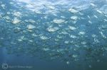 Steel Pompano