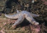 Common starfish 