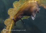Sea hare on kelp
