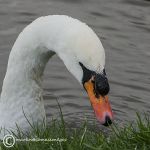 Mute swan