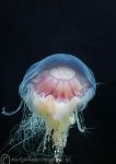 Blue jellyfish - Cyanea lamarckii 1