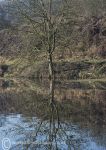Tree reflection 2
