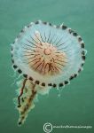 Compass jellyfish