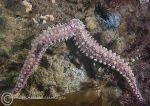 Spiny starfish - two armed