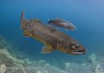 Brown trout - Capernwray 2