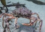 Spider crab