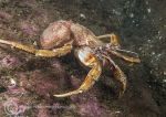 Naked hermit crab