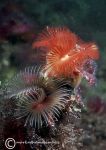 Organ-pipe fanworms