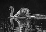 Cygnet b&w 1