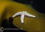 Starfish on kelp 2