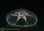 Moon jelly