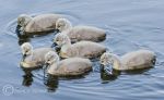 Cygnets