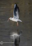 Black-headed gull