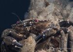 Velvet swimming crab