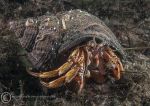 Hermit crab