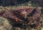 Velvet swimming crab