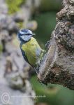 Blue Tit