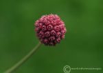 Powder-puff flower bud