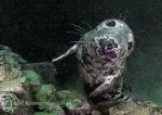 Grey seal pup - Farnes