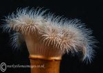 Plumose anemone