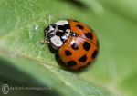 Harlequin Ladybird & Aphid