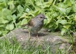 Dunnock