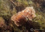 Geitodoris planata 