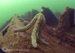 spiny starfish