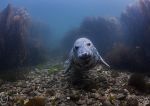 Grey seal pup - inquisitive