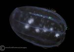 Comb Jelly