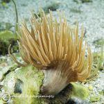 Snakelocks anemone