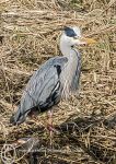 Grey Heron