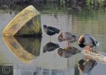 Preening Site