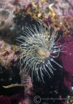 Sea loch anemone
