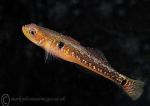 Two-spot goby 2