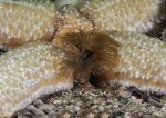 Starfish & tube worm