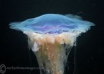 Blue jellyfish - Cyanea lamarckii 3