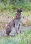 Irish Hare