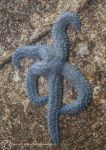 Spiny starfish - blue