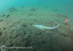 White sturgeon 1