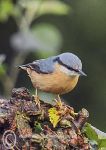 Nuthatch