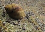 Snail-Trefor Pier