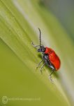 Lily beetle