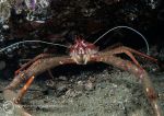 Long-clawed squat lobster