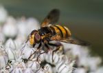 Lesser hornet hoverfly