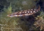 Fifteen-spined Stickleback