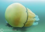 Barrel jellyfish