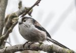 Long-tailed tit