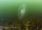 Moon jelly