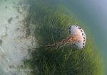 compass jellyfish